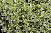 PITTOSPORUM COLLAIG SILVER