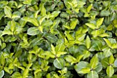 PITTOSPORUM JOHN FLANAGAN (SYN MARGARET TURNBULL)