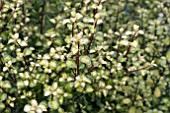 PITTOSPORUM TANDARA GOLD