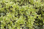 PITTOSPORUM TENUIFOLIUM VARIEGATUM