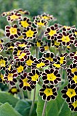 PRIMULA GOLD LACE