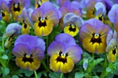 VIOLA PENNY MARLIES