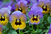 VIOLA PENNY MARLIES