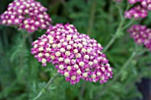 ACHILLEA DESERT EVE DEEP ROSE