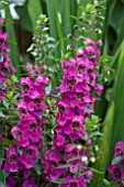 ANGELONIA ARCHANGEL DEEP ROSE