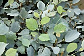 FOTHERGILLA INTERMEDIA BLUE SHADOW