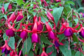 FUCHSIA CHARMING