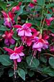 FUCHSIA HEIDI ANN