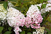 HYDRANGEA PANICULATA SUNDAE FRAISE