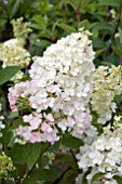 HYDRANGEA PANICULATA SUNDAE FRAISE