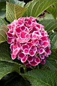 HYDRANGEA TIVOLI RED