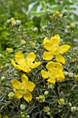 HYPERICUM MR BOJANGLES