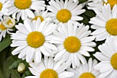 LEUCANTHEMUM WHITE MOUNTAIN