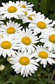 LEUCANTHEMUM WHITE MOUNTAIN