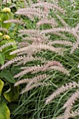 PENNISETUM ORIENTALE SHOGUN