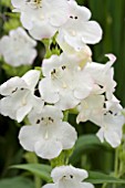 PENSTEMON ARABESQUE APPLEBLOSSOM