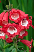 PENSTEMON ARABESQUE RED