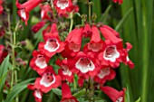 PENSTEMON ARABESQUE RED