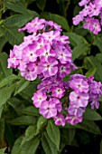 PHLOX PANICULATA SKYLIGHT