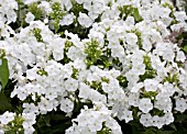 PHLOX PANICULATA SNOW HARE