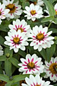 ZINNIA SAHARA STARLIGHT ROSE