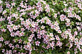 BACOPA ABUNDA COLOSSAL PINK