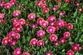 DELOSPERMA GARNET