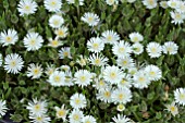 DELOSPERMA MOONSTONE