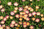 DELOSPERMA RUBY