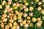 DELOSPERMA TOPAZ