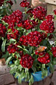 DIANTHUS BARBATUS SWEET BLACK CHERRY WITH PEACOCK BUTTERFLY