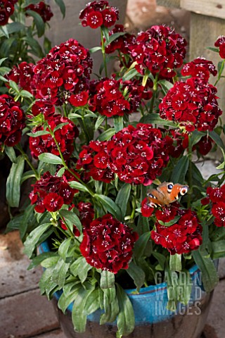 DIANTHUS_BARBATUS_SWEET_BLACK_CHERRY_WITH_PEACOCK_BUTTERFLY