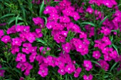 DIANTHUS F1 BOUQUET PURPLE