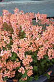 DIASCIA AURORA APRICOT