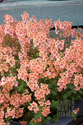 DIASCIA_AURORA_APRICOT