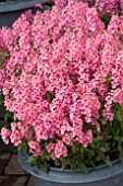 DIASCIA AURORA LIGHT PINK