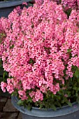 DIASCIA AURORA LIGHT PINK