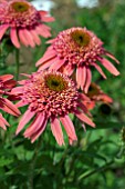 ECHINACEA BUBBLE GUM