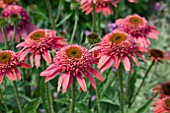 ECHINACEA BUBBLE GUM