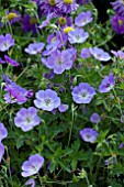 GERANIUM AZURE RUSH