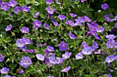 GERANIUM AZURE RUSH