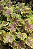 HEUCHERELLA SOLAR ECLIPSE