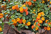 LANTANA LUCKY FLAME IMPROVED