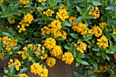 LANTANA YELLOW TRAILING