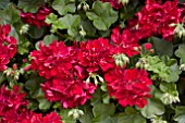 PELARGONIUM PRECISION DARK RED