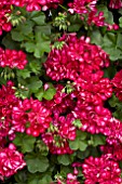 PELARGONIUM PRECISION RED BICOLOUR