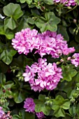 PELARGONIUM PRECISION BRIGHT LILAC