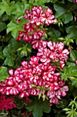 PELARGONIUM ROULETTA RED BICOLOUR