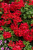 PELARGONIUM SUPREME RED