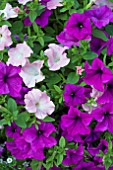 PETUNIA FANFARE APPLEBLOSSOM & DARK LAVENDER